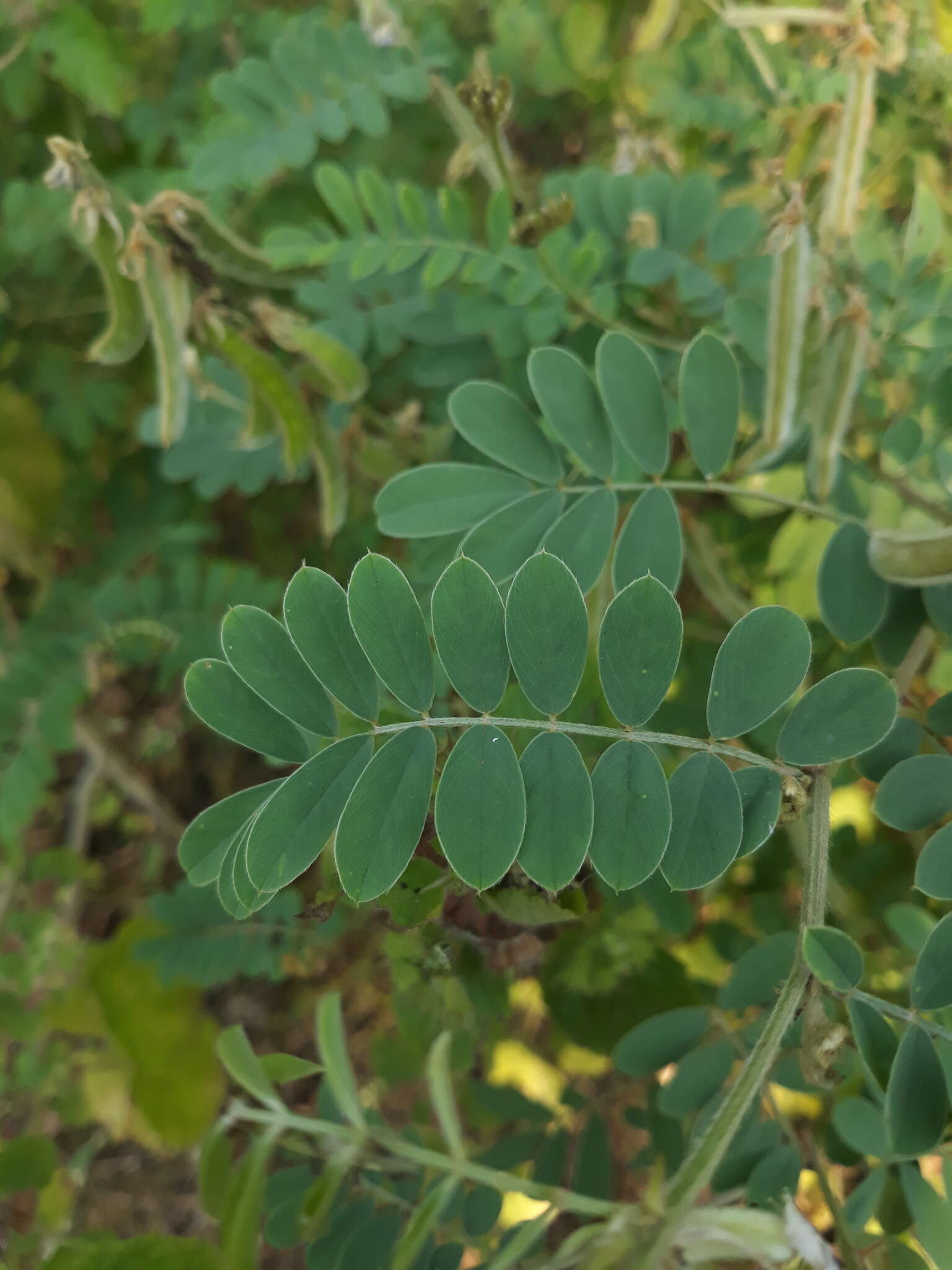 Tephrosia villosa (L.) Pers.的圖片