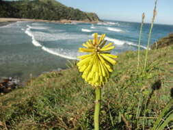 Image of Kniphofia coddiana Cufod.