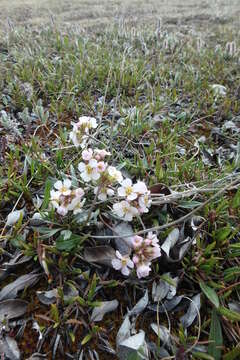 Image of arctic false wallflower