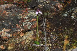 Image of Eriochilus scaber subsp. scaber