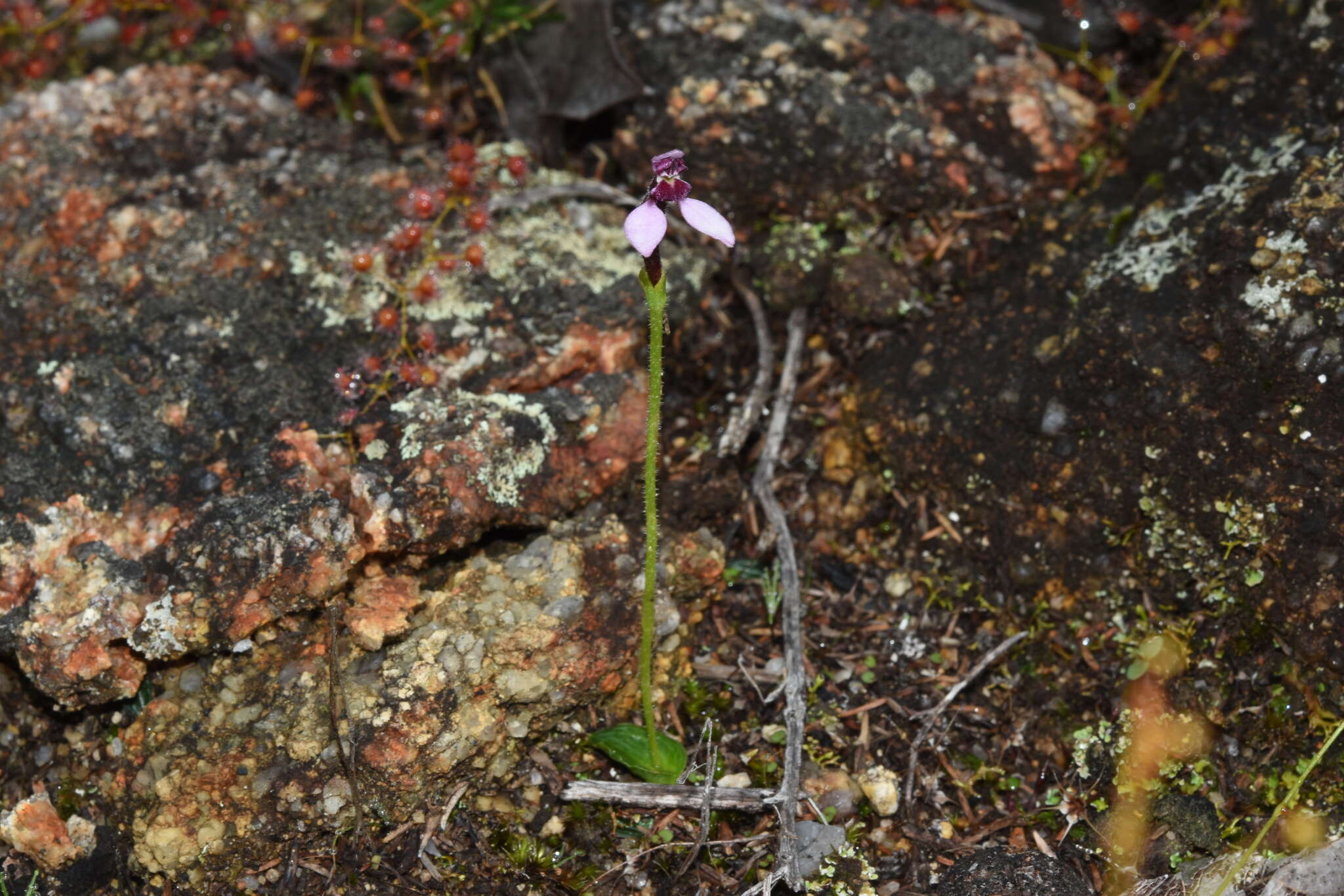 Image of Eriochilus scaber subsp. scaber