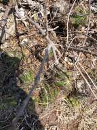 Image de Echinocereus cinerascens subsp. cinerascens