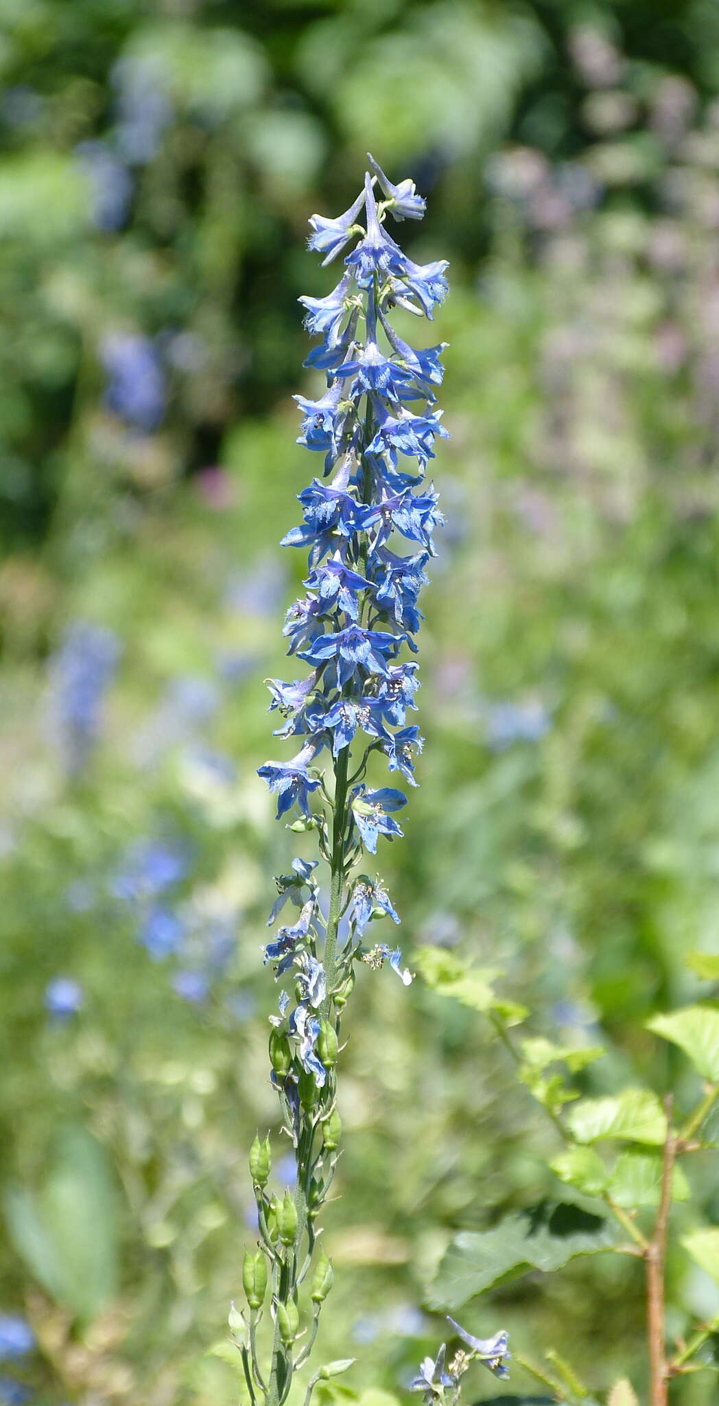 Delphinium schmalhausenii Albov.的圖片