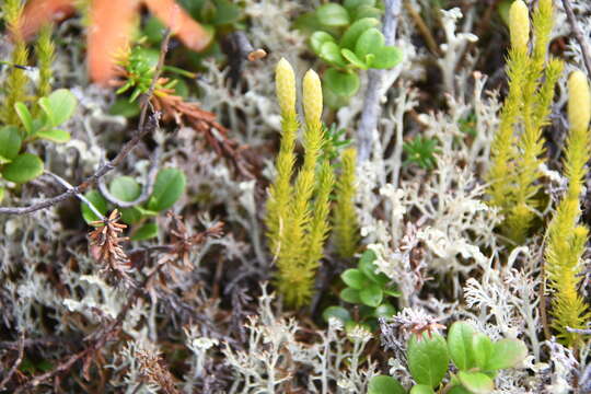 Image of Spinulum annotinum subsp. alpestre