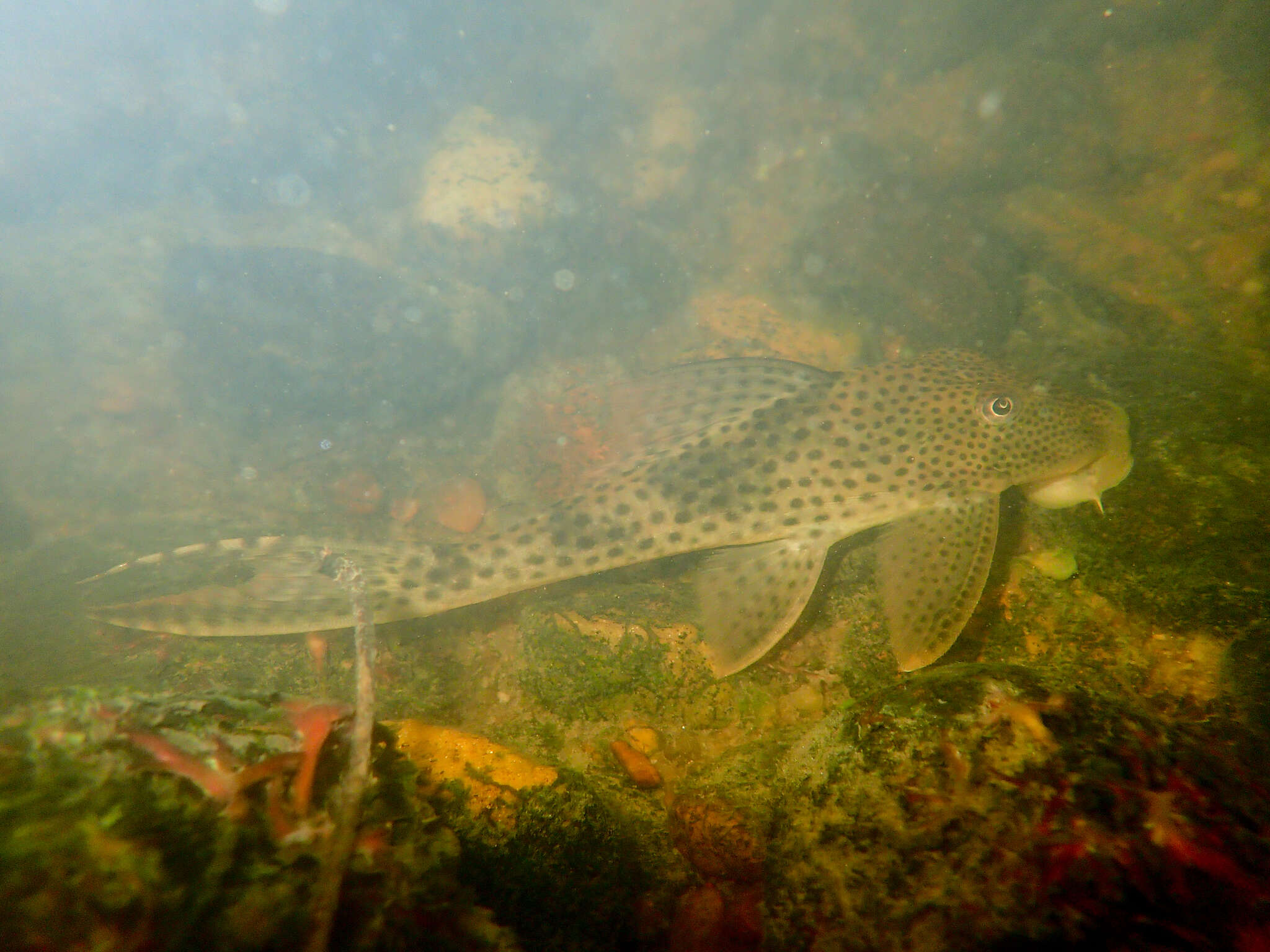 Hypostomus gymnorhynchus (Norman 1926)的圖片