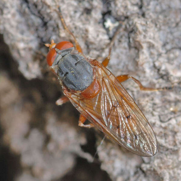 Image de Brachyopa maculipennis Thompson 1980