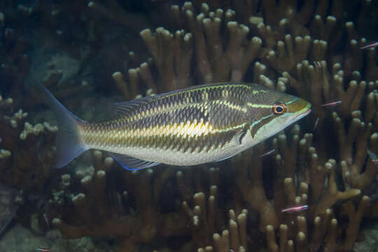 Image of Three-striped whiptail