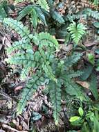 Adiantum flabellulatum L.的圖片