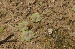 Image of Riccia cavernosa Hoffm.