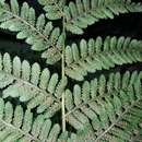 Image of Fijian Tree Fern