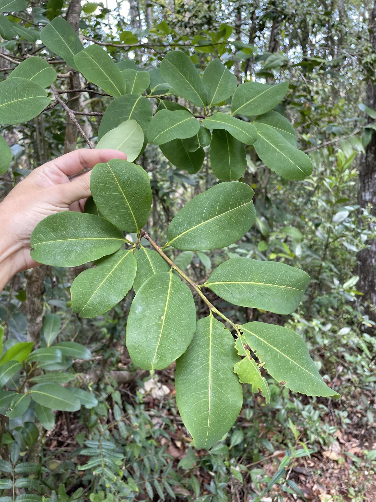 Image of rufous false cocaine