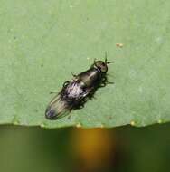 Image of Dysbiota peregrina (Hutton 1901)