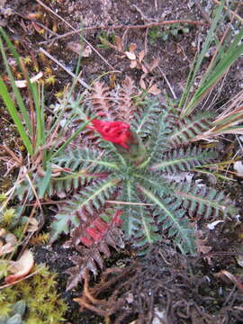 Image of Perezia pinnatifida (Humb. & Bonpl.) Wedd.