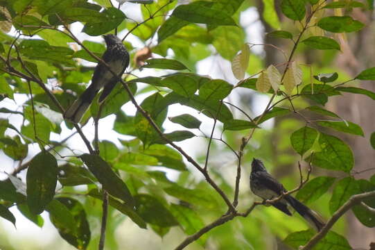 Image of Spotted Fantail