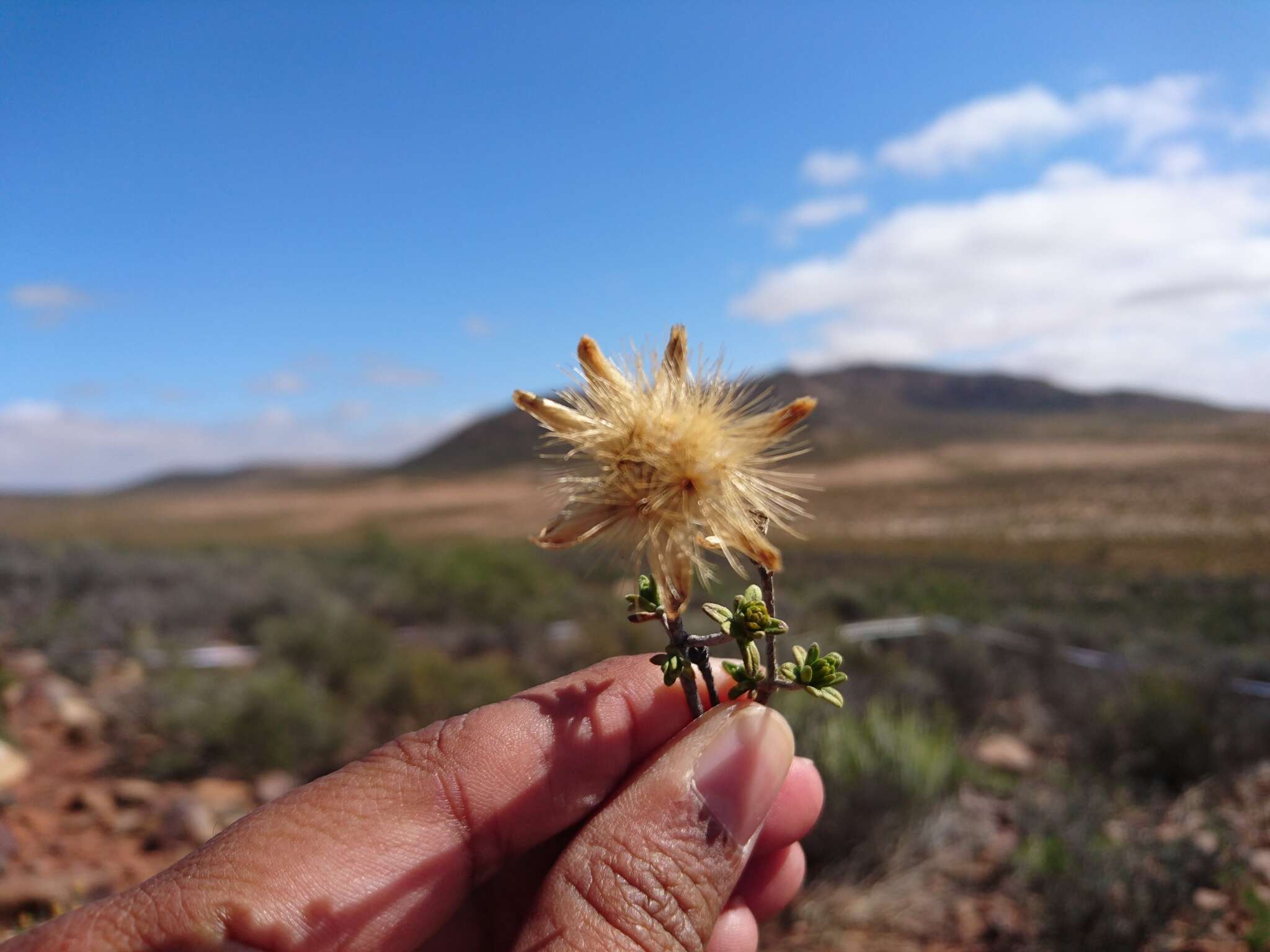 Imagem de Pteronia ciliata Thunb.