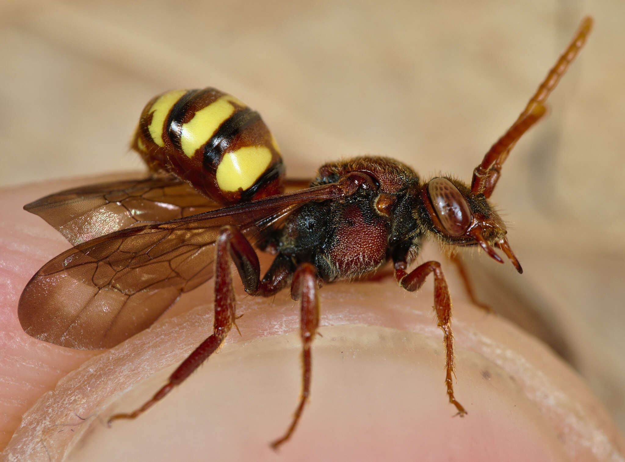 Image of Nomada flava Panzer 1798