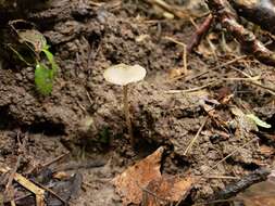 Image of Entoloma setastipes Hesler 1967