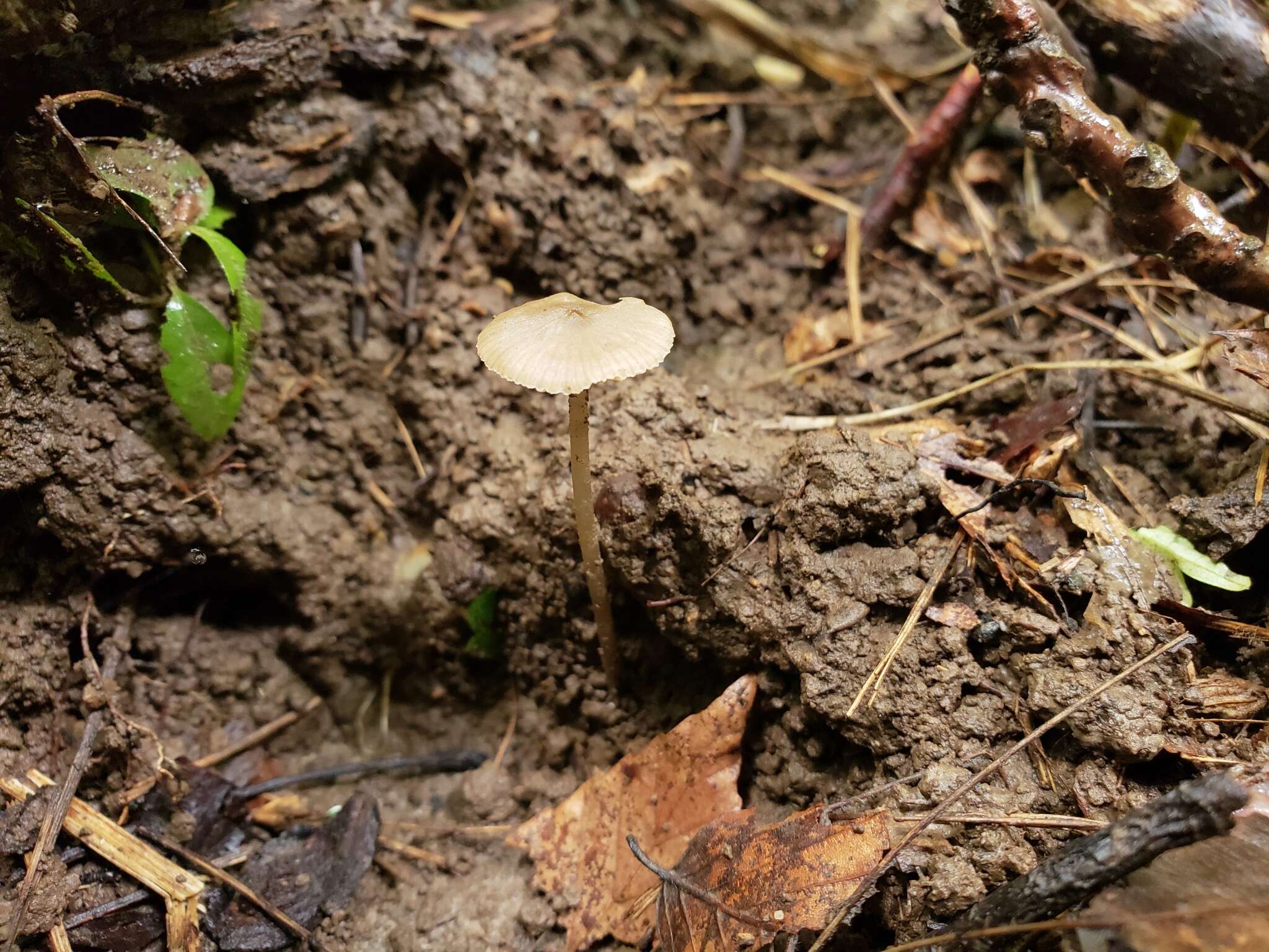 Слика од Entoloma setastipes Hesler 1967