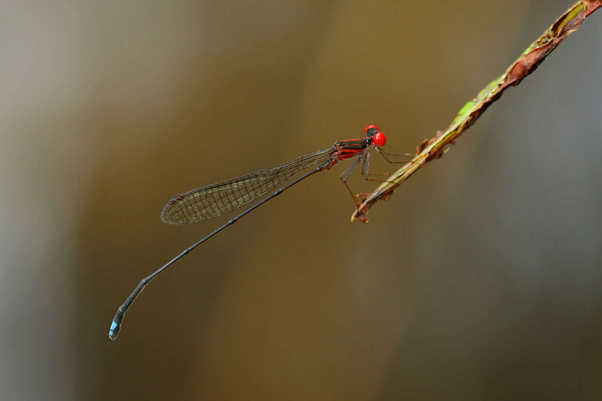 Image of Nesobasis erythrops Selys 1891