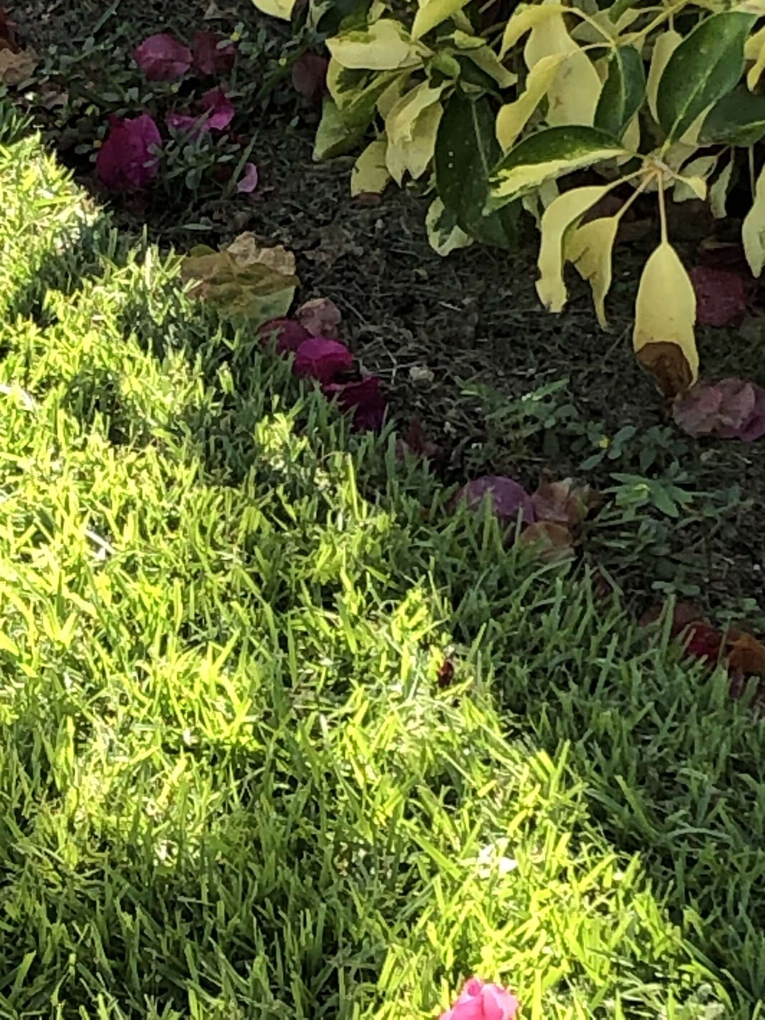 Image of Bastion Cay Curlytail Lizard