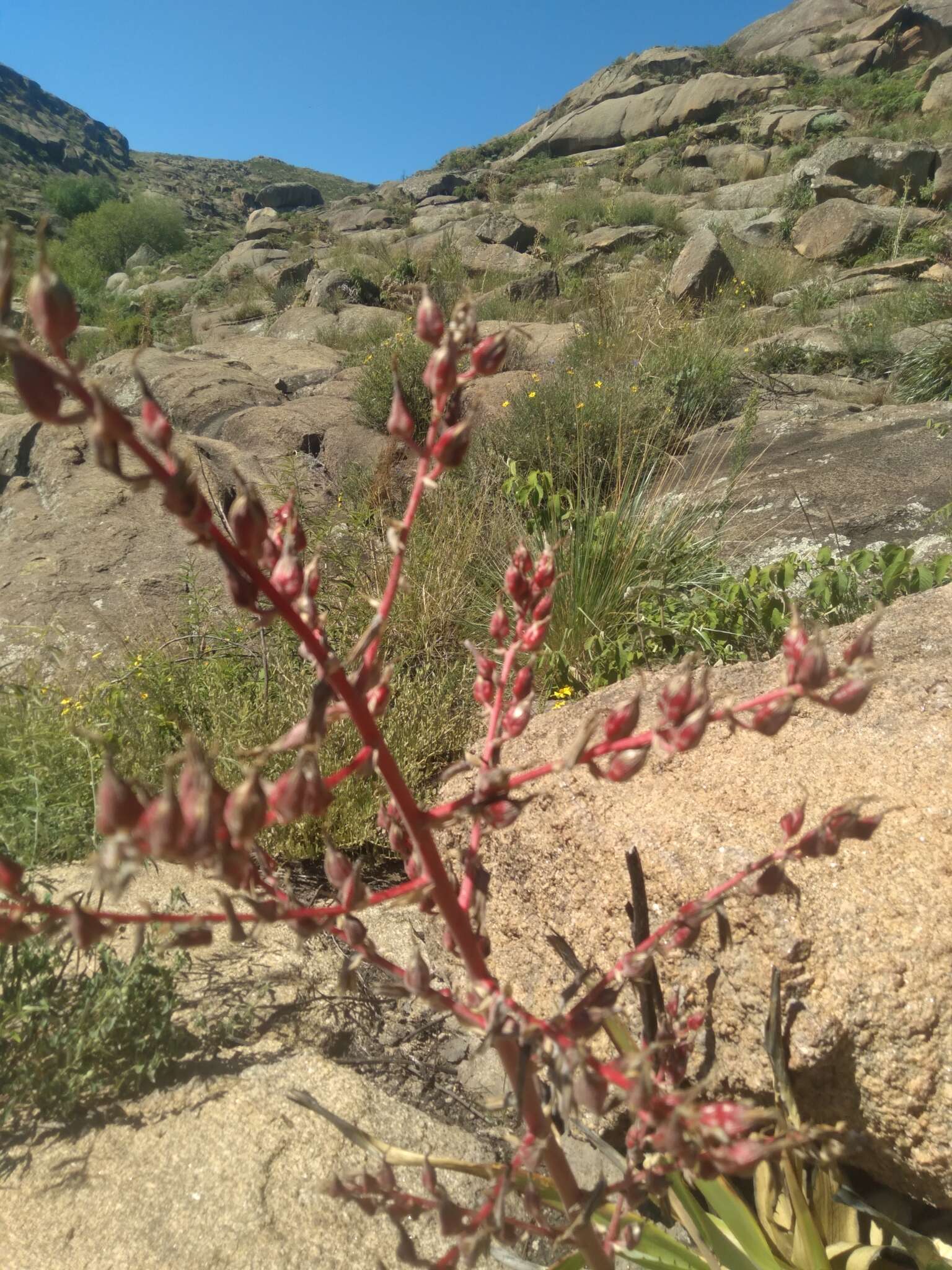 Imagem de Puya spathacea (Griseb.) Mez