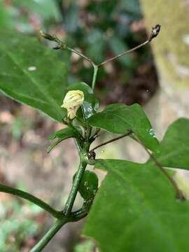 Image of Justicia campylostemon (Nees) T. Anders.