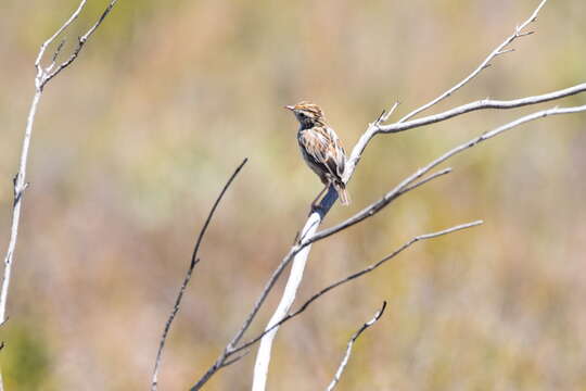 Слика од Cisticola textrix (Vieillot 1817)