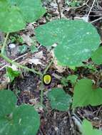 Image of Aristolochia steupii Woronow