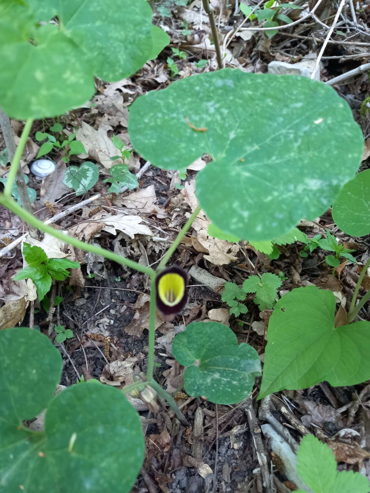 Image of Aristolochia steupii Woronow