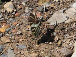 Image of Protographium leosthenes (Doubleday 1846)