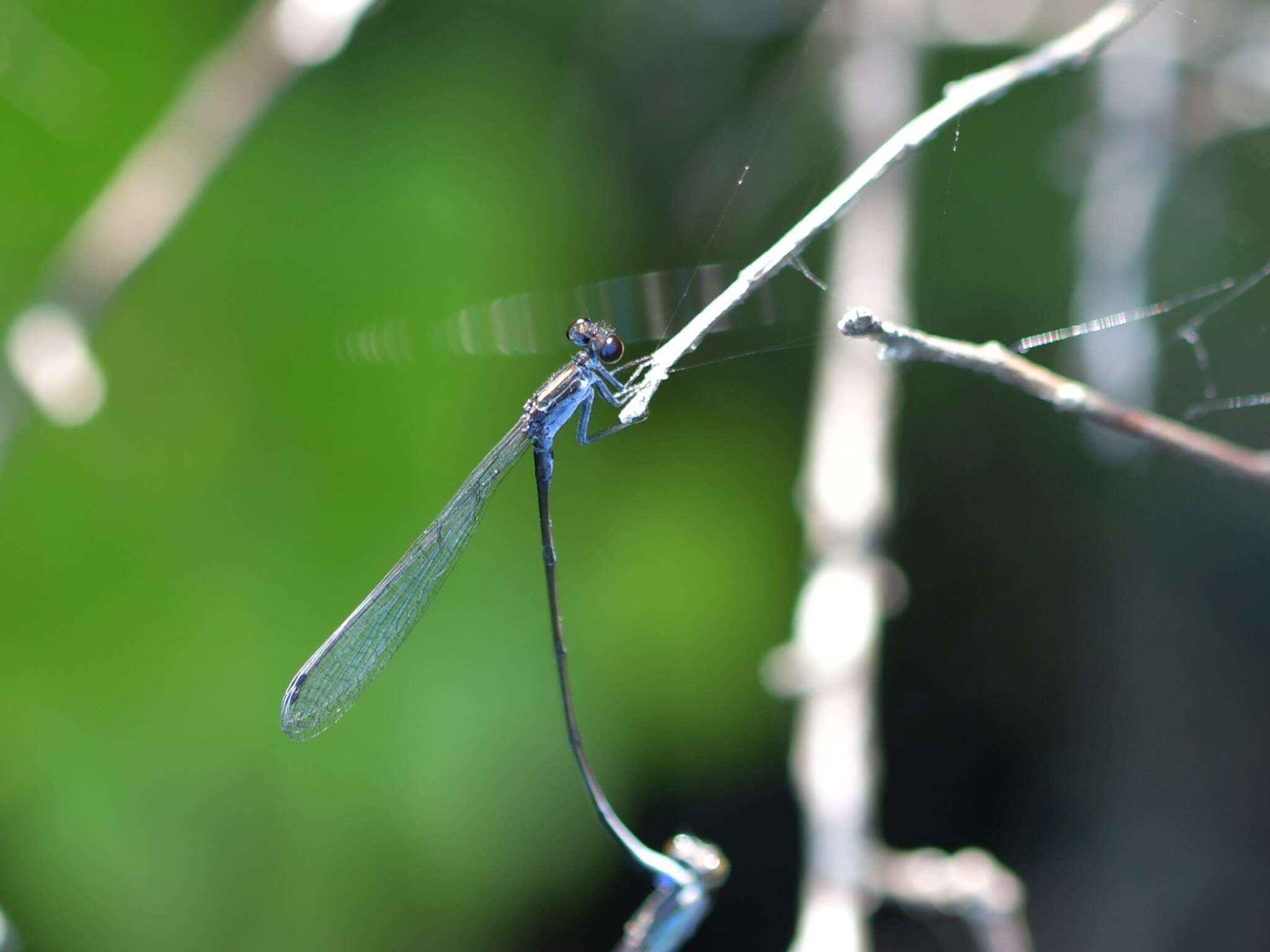 Image of Blackwater Bluet