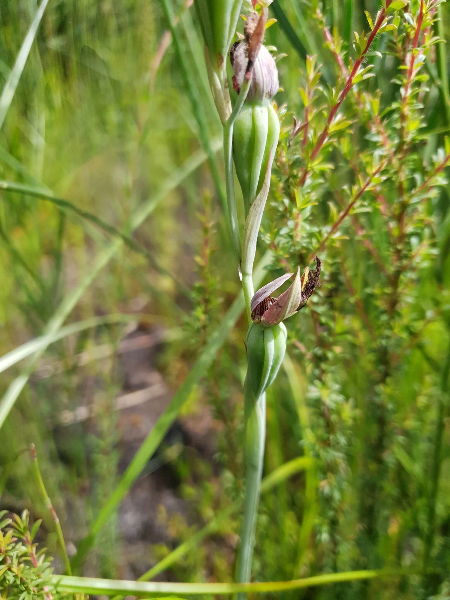 Image of Calochilus uliginosus D. L. Jones