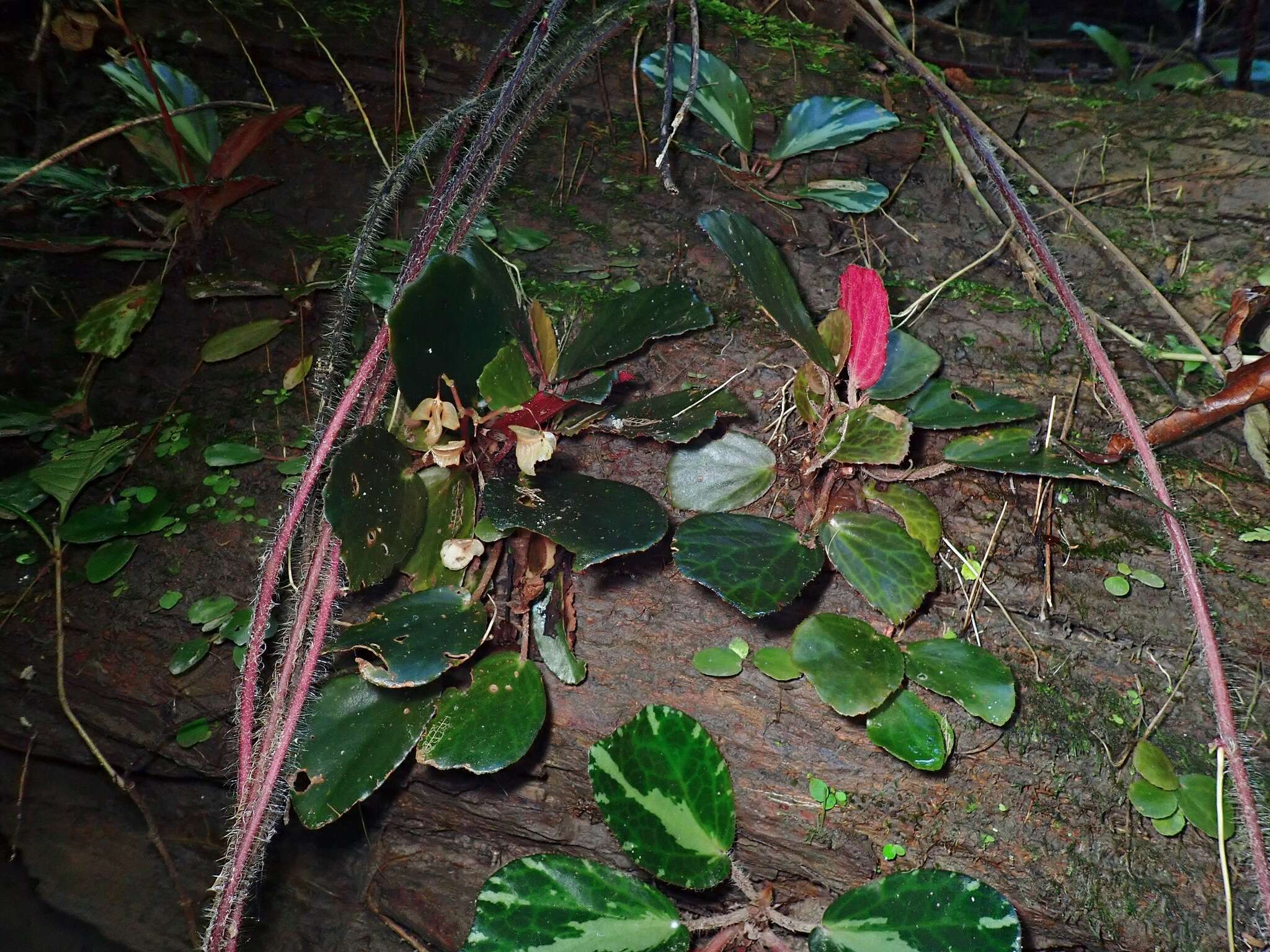 Image of Begonia truncatifolia