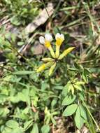 Image de Hosackia pinnata (Hook.) Abrams