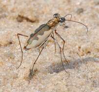 Image of White-cloaked Tiger Beetle