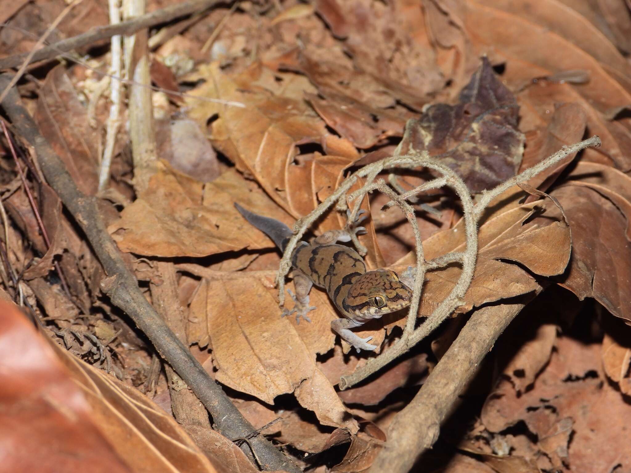 Sivun Cyrtodactylus nebulosus (Beddome 1870) kuva