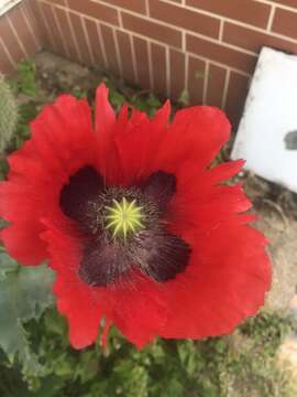 Image of Papaver somniferum subsp. somniferum