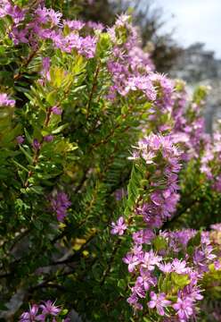 Image of Agathosma odoratissima (C. V. Montin) Pillans