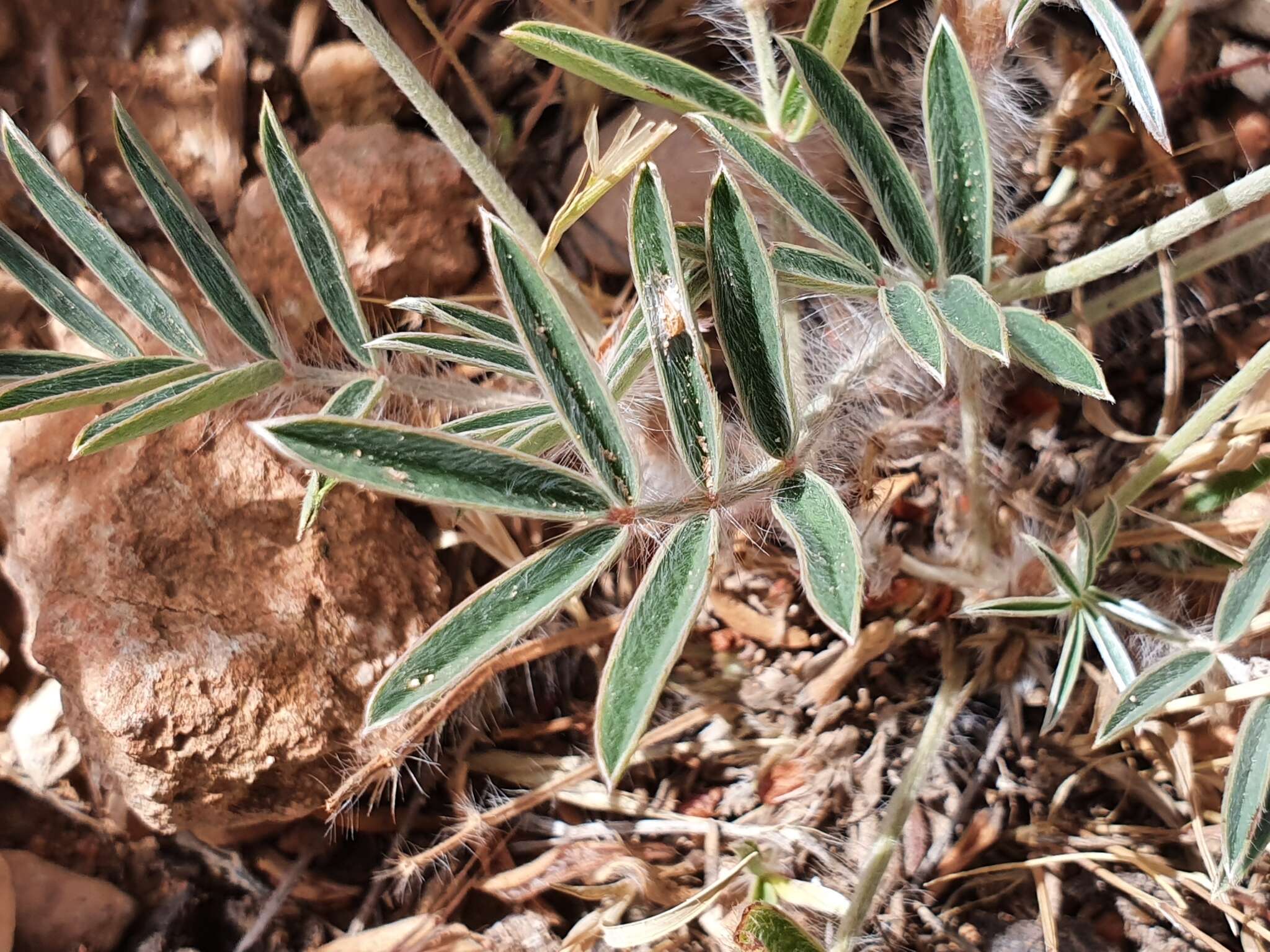 Sivun Ebenus pinnata Aiton kuva