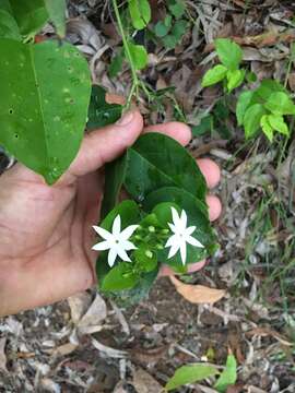 Image of Jasmine, Native