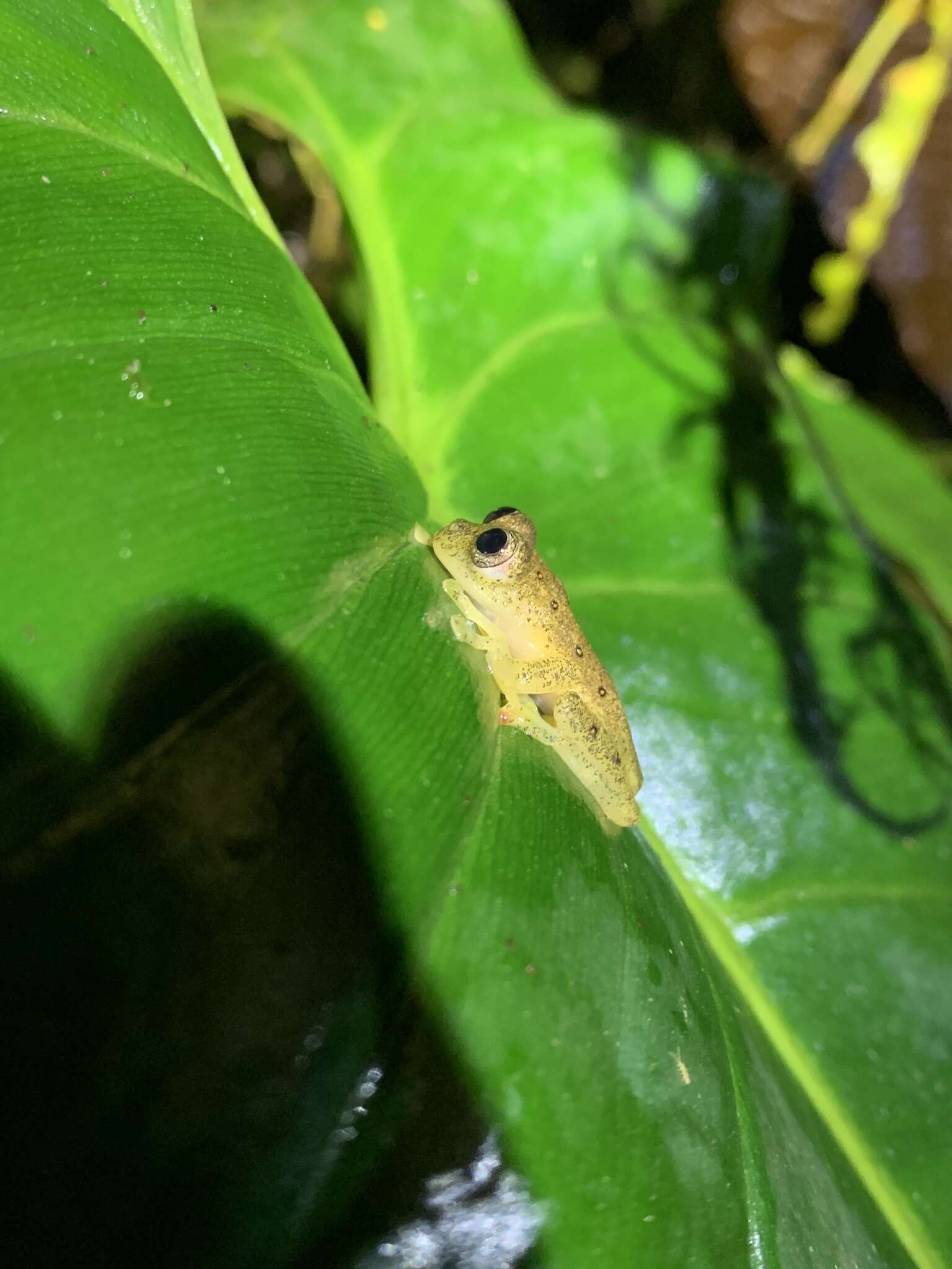 Image of Napo Cochran Frog