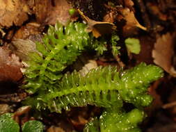 Image of Schistochila nobilis (Hook.) Trevis.