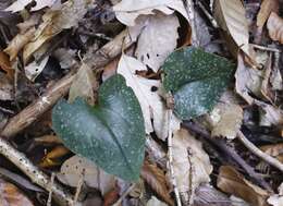 Image of Asarum rigescens var. brachypodion T. Sugaw.