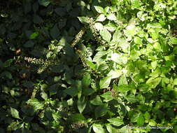 Image of Ocimum carnosum (Spreng.) Link & Otto ex Benth.