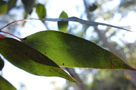 Image of Eucalyptus dalrympleana subsp. dalrympleana