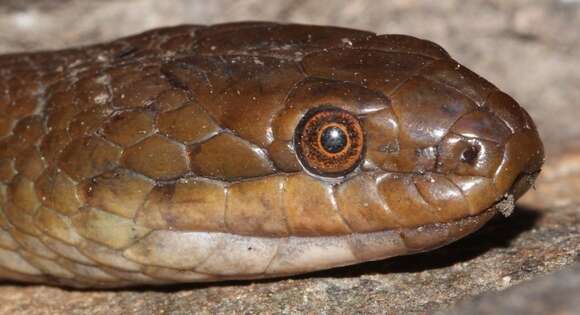 Image of Common Brown Water Snake