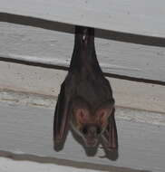 Image of Greater False Vampire Bat