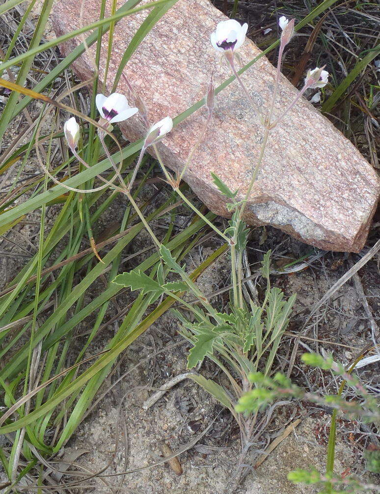 Image of Pelargonium tricolor (Jacq.) Curt.