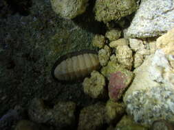 Image of contracted chiton