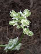 Anacamptis morio subsp. syriaca (E. G. Camus) H. Kretzschmar, Eccarius & H. Dietr.的圖片